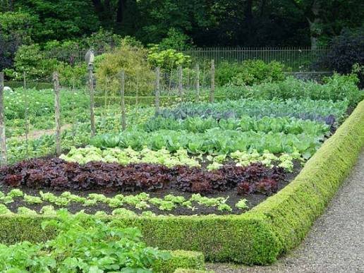 How to Start a Vegetable Garden at Home for Beginners